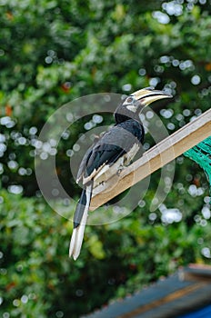 Oriental hornbill Anthracoceros albirostris freely live in nature