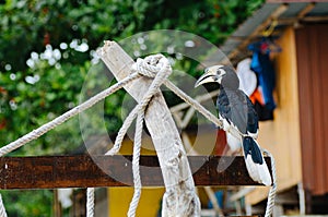 Oriental hornbill Anthracoceros albirostris freely live in nature