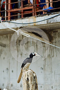 Oriental hornbill Anthracoceros albirostris freely live in nature