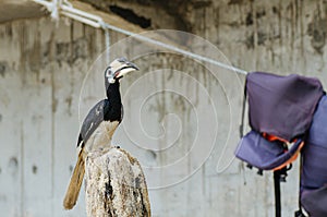 Oriental hornbill Anthracoceros albirostris freely live in nature