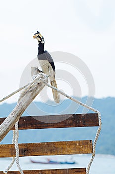 Oriental hornbill Anthracoceros albirostris freely live in nature