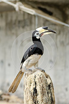 Oriental hornbill Anthracoceros albirostris freely live in nature