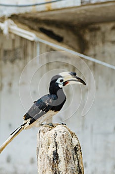 Oriental hornbill Anthracoceros albirostris freely live in nature
