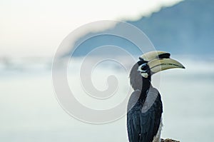 Oriental hornbill Anthracoceros albirostris freely live in nature