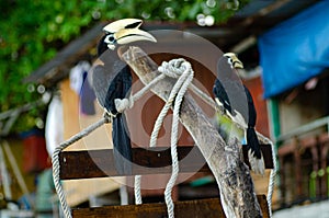 Oriental hornbill Anthracoceros albirostris freely live in nature