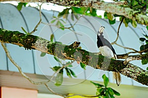 Oriental hornbill Anthracoceros albirostris freely live in nature