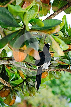 Oriental hornbill Anthracoceros albirostris freely live in nature