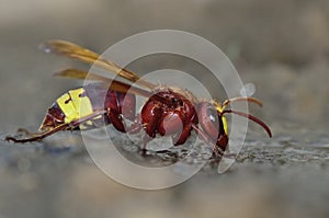 Oriental Hornet, Crete
