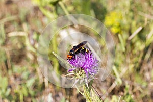 Oriental Hornet and thistle