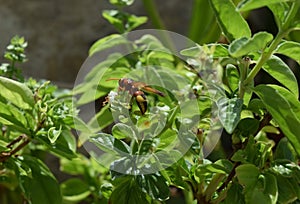 Oriental hornet wasp searching for food on the leaves of the plant photo