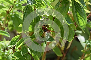 Oriental hornet wasp searching for food on the leaves of the plant photo