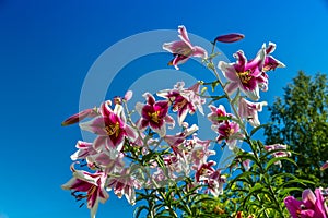 Oriental Hybrid Lilium Friso flowers in the garden