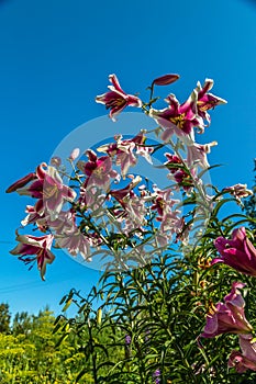 Oriental Hybrid Lilium Friso flowers in the garden