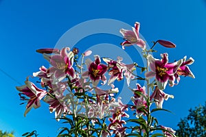 Oriental Hybrid Lilium Friso flowers in the garden