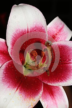 Oriental Hybrid Lilium ”Friso” flowers in the garden