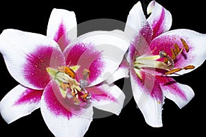 Oriental Hybrid Lilium ”Friso” flowers in the garden