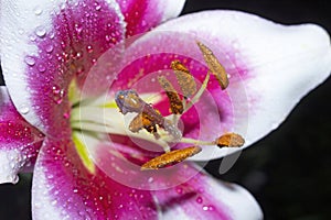 Oriental Hybrid Lilium ”Friso” flowers in the garden