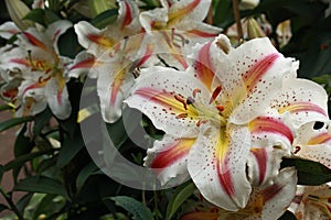 Oriental hybrid lillies