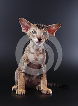 Oriental kitten on black background