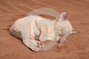 Orientálne mačiatka spať na deka 