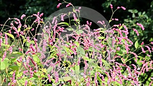 Oriental knotweed Persicaria orientalis syn. Polygonum orientale