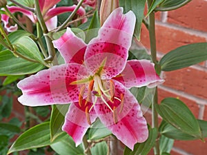 Oriental Lilies  Lilium  â€˜Stargazerâ€™