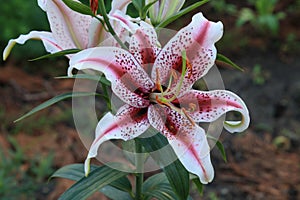 Oriental Lily - a garden flower with character, emphasizing the beauty of the garden.