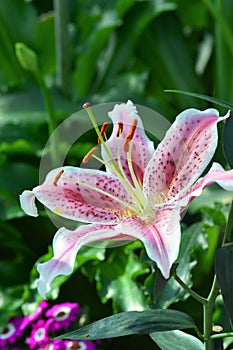 Oriental Lily