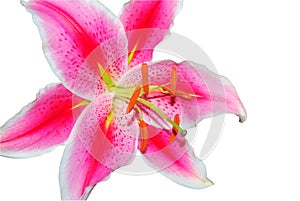 Oriental lily isolated
