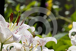 Oriental Lily Muscadet