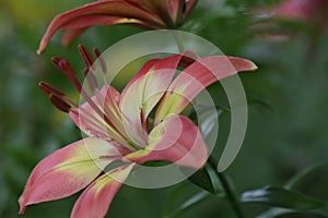 Oriental Lily in the springtime shade