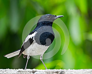 Oriental Magpie