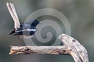 Oriental magpie bird peching on a dead tree branch against a blurred background