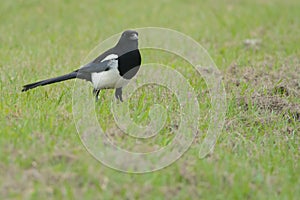 Oriental Magpie on the ground