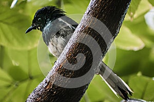 oriental magpie-robin