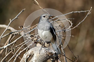 Oriental magpie-robin