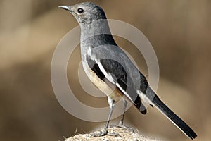 Oriental magpie-robin