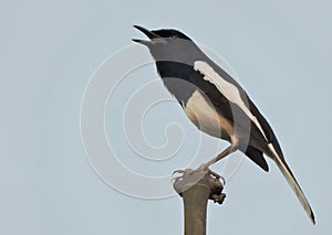 The oriental magpie robin