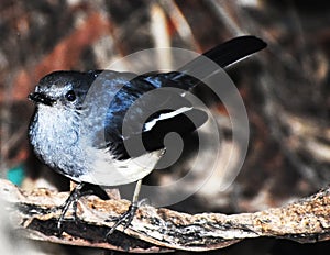 The Oriental Magpie-robin