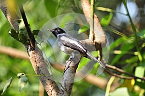 Oriental Magpie Robin