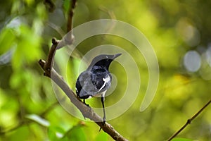 Oriental magpie robin