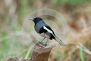 Oriental magpie-robin