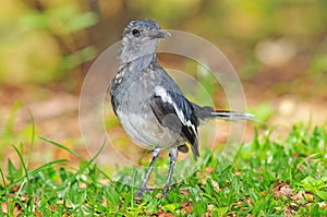 Oriental Magpie Robin