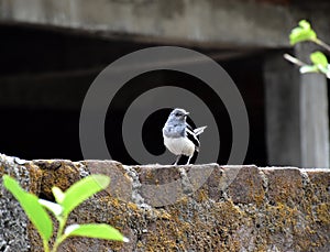 Oriental Magpie Robin