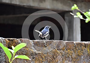 Oriental Magpie Robin