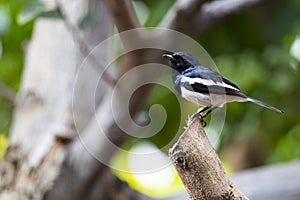 Oriental Magpie Robin