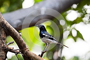 Oriental Magpie Robin