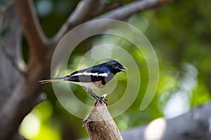 Oriental Magpie Robin