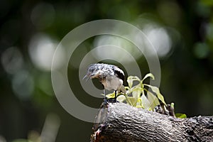 Oriental Magpie Robin