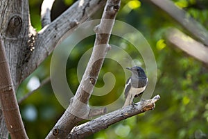 Oriental Magpie Robin